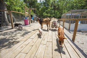 Backyard Petting Zoo
