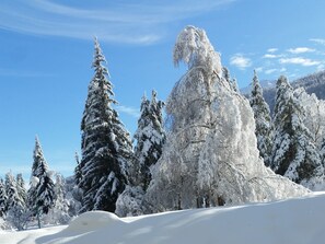 Jardin en hiver