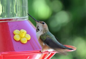 "We are surrounded by trees, water and hummingbirds...how serene it is." (guest)