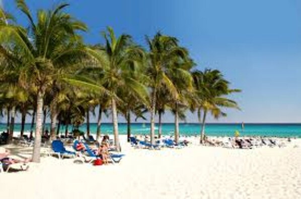 Beach chairs and palm trees with bar service daily.