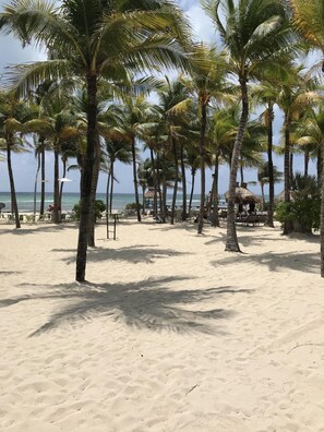 Palm trees on the beach