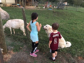 Pet the animals