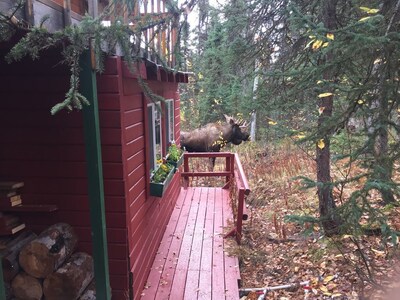 "The Lincoln Cabin in the Forest"