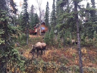 "The Lincoln Cabin in the Forest"