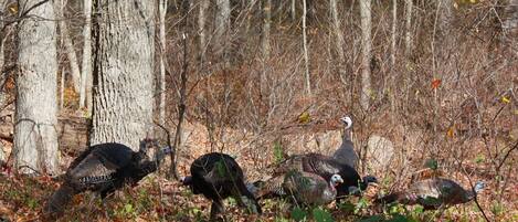 Wild turkeys!
