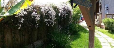 Jasmine flowers for the the first few months of the year. 