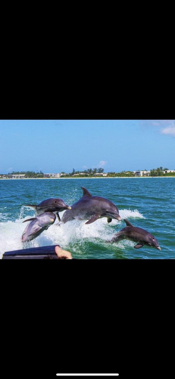 Dolphins galore! Sanibel Thriller Dolphin ride is a must!!!