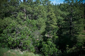 Canyon off back deck. Loaded with all kinds of wildlife!