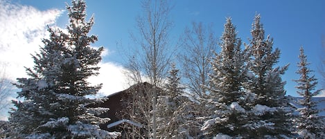 Towering Aspens and Spruce trees in front of this large home.