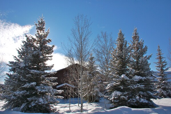 Towering Aspens and Spruce trees in front of this large home.