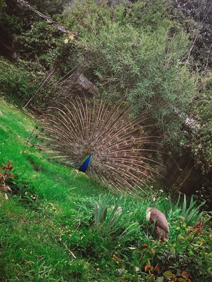 A male peacock doing his daily routine..