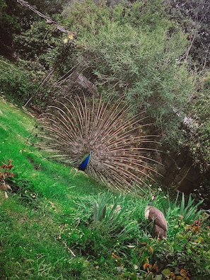 A male peacock doing his daily routine..
