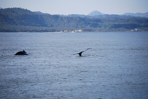 Whales can be seen in front of our complex January-March