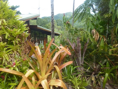 Daintree Holiday Homes - The Folly - A Nature Retreat in The Daintree