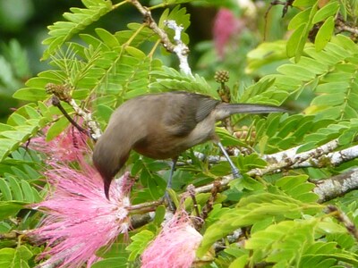 Daintree Holiday Homes - The Folly - A Nature Retreat in The Daintree