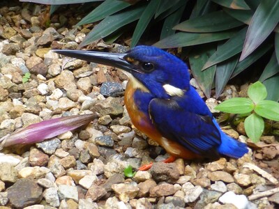 Daintree Holiday Homes - The Folly - A Nature Retreat in The Daintree