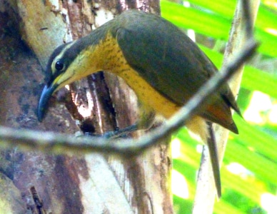 Daintree Holiday Homes - The Folly - A Nature Retreat in The Daintree