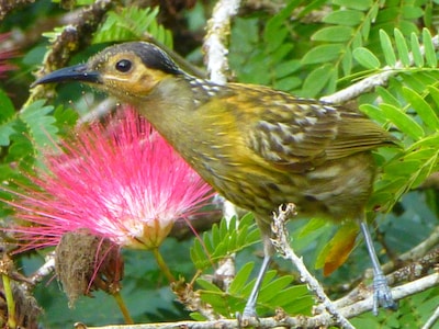 Daintree Holiday Homes - The Folly - A Nature Retreat in The Daintree