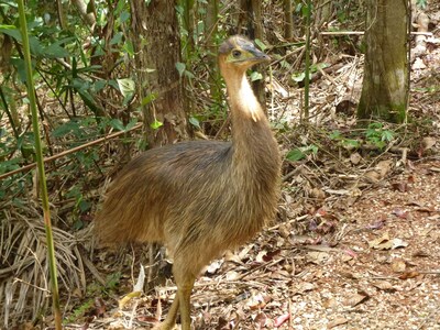 Daintree Holiday Homes - The Folly - A Nature Retreat in The Daintree