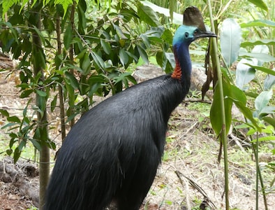 Daintree Holiday Homes - The Folly - A Nature Retreat in The Daintree