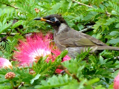 Daintree Holiday Homes - The Folly - A Nature Retreat in The Daintree