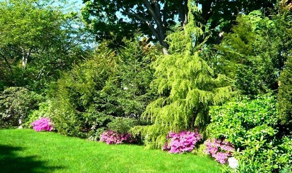 Beautiful Private Backyard