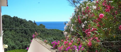 Oleandri e vista mare dalla finestra della camera matrimoniale