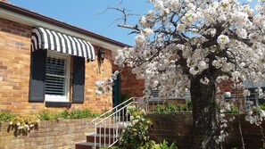 Weeping Cherry in spring