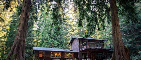 Old cedar trees standing guard over the cabin