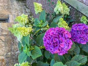 Flower, Flowering Plant, Plant, Hydrangeaceae, Hydrangea, Garden, Purple, Leaf, Botany