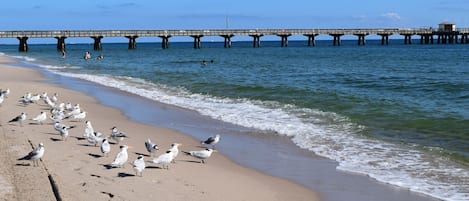 Visit Pompano Beach Pier , dine at the Beach House Restaurant ! Amazing views!