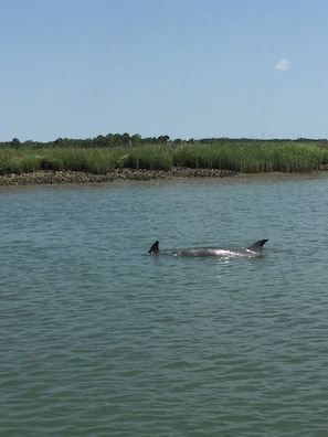 Dolphin off our dock. Always a treat
