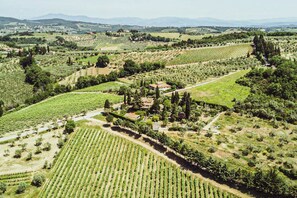 View of the entire property. Sits on top a local vineyard.