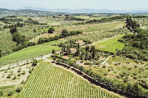 View of the entire property. Sits on top a local vineyard.