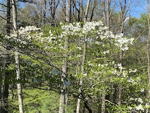 Spring Dogwood blossoms