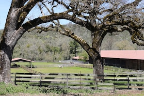 Horses frolicking in the pastures below the farmhouse