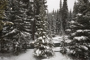 The stream out back. 99% pine trees so year round beauty to enjoy!