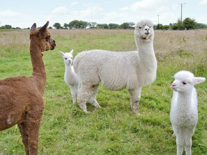 Alpacas | Cefnllaethdre - The Stables, Glynarthen, nr. Cardigan