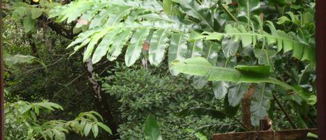 Chestnut-mandible toucans can easily be see from Grandma's house.