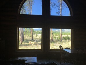 View from downstairs living room - sightings of red fox, deer, elk & moose