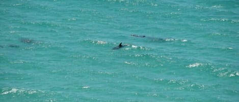 View of dolphins from the balcony.