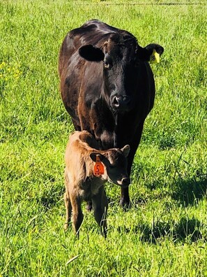 Watch Wagyu cattle graze in nearby pastures