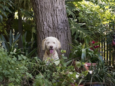 An Oasis in the City is a Solar powered B&B 10 minutes from central Sydney