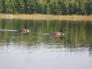 The loons of Markee