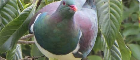 Kereru from deck