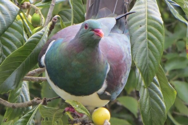 Kereru from deck