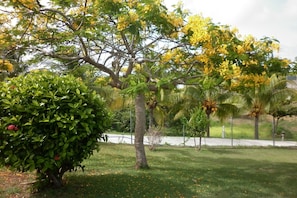 Vue du jardin