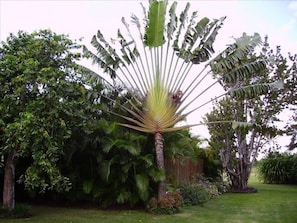 Our fan palm greets all as you arrive to our villa