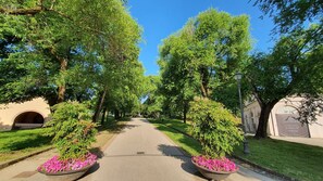 Blatt, Baum, Grün, Natur, Ast, Strassenbelag, Vegetation, Strauch, Öffentlicher Raum, Durchgangsstrasse
