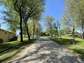 Tree, Branch, Leaf, Grass, Nature, Road Surface, Road, Public Space, Asphalt, Trunk